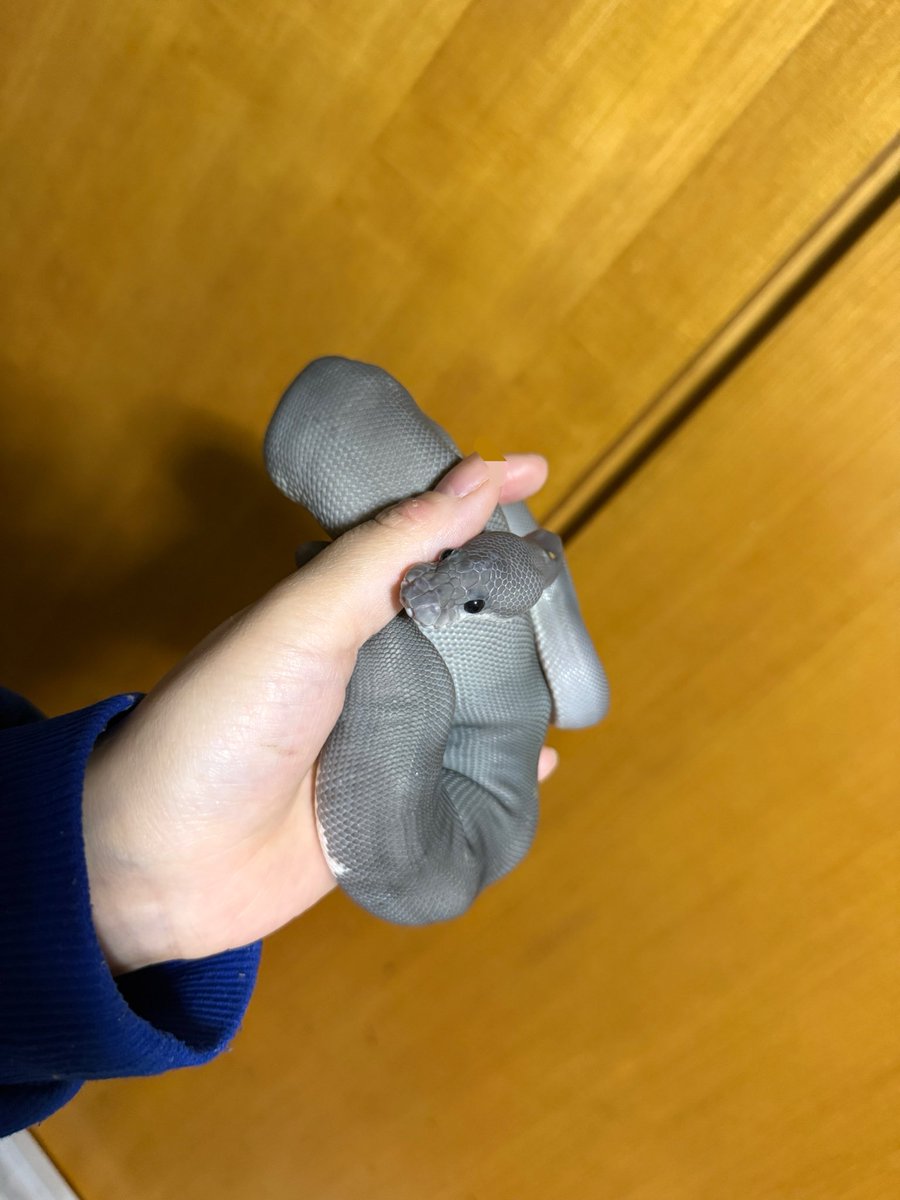 sunameri618's tweet photo. 親指の爪が大破しててボツにするかと思ったけど新しい機能でモザイクかけれたので可愛いつぶ貝置いときます https://t.co/yrIWWAjzdJ