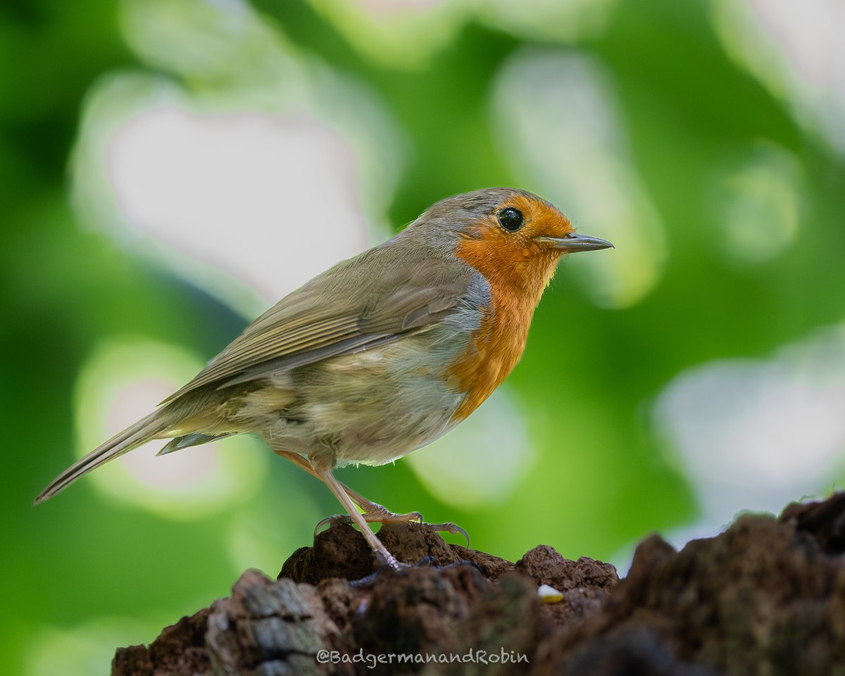 loveday_p's tweet photo. Happy #RobinFriday one and all this photo doesn't fulfil the rules with the background so bright with the light streaming through the Sweet Chestnut leaves but I like it and in the end that's all that really matters 😀@Natures_Voice @_BTO @SOS_Birds @BirdWatchDaily @AP_Magazine https://t.co/LtebDhcIB4