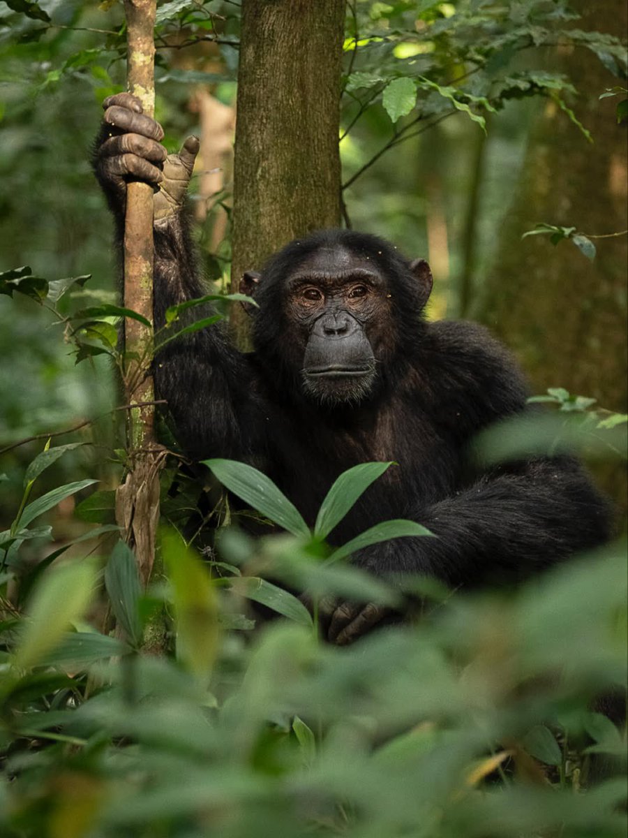 chimpundu_lodge's tweet photo. @chimpundu_lodge, sustainability is found in the quieter details.

This #WorldEnvironmentDay, we celebrate the beauty of protecting what already exists - and allowing the forest to remain beautifully #wild. 🌍💚 https://t.co/EqWvrgHsEX