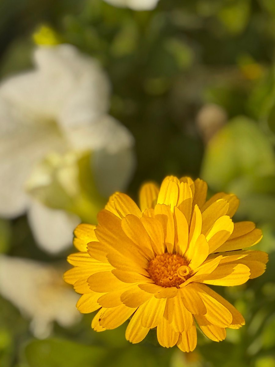DipeshDutt's tweet photo. It's Friday...🌸🌸
Share your beauties...

#Theme_Pic_India_Flowers https://t.co/uFbpl7QHFH