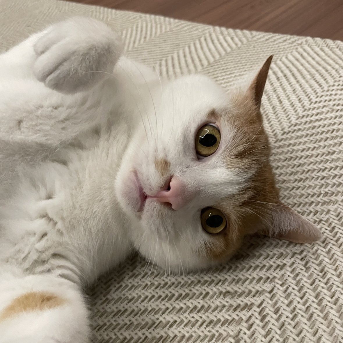 온깁장그래 tweet media