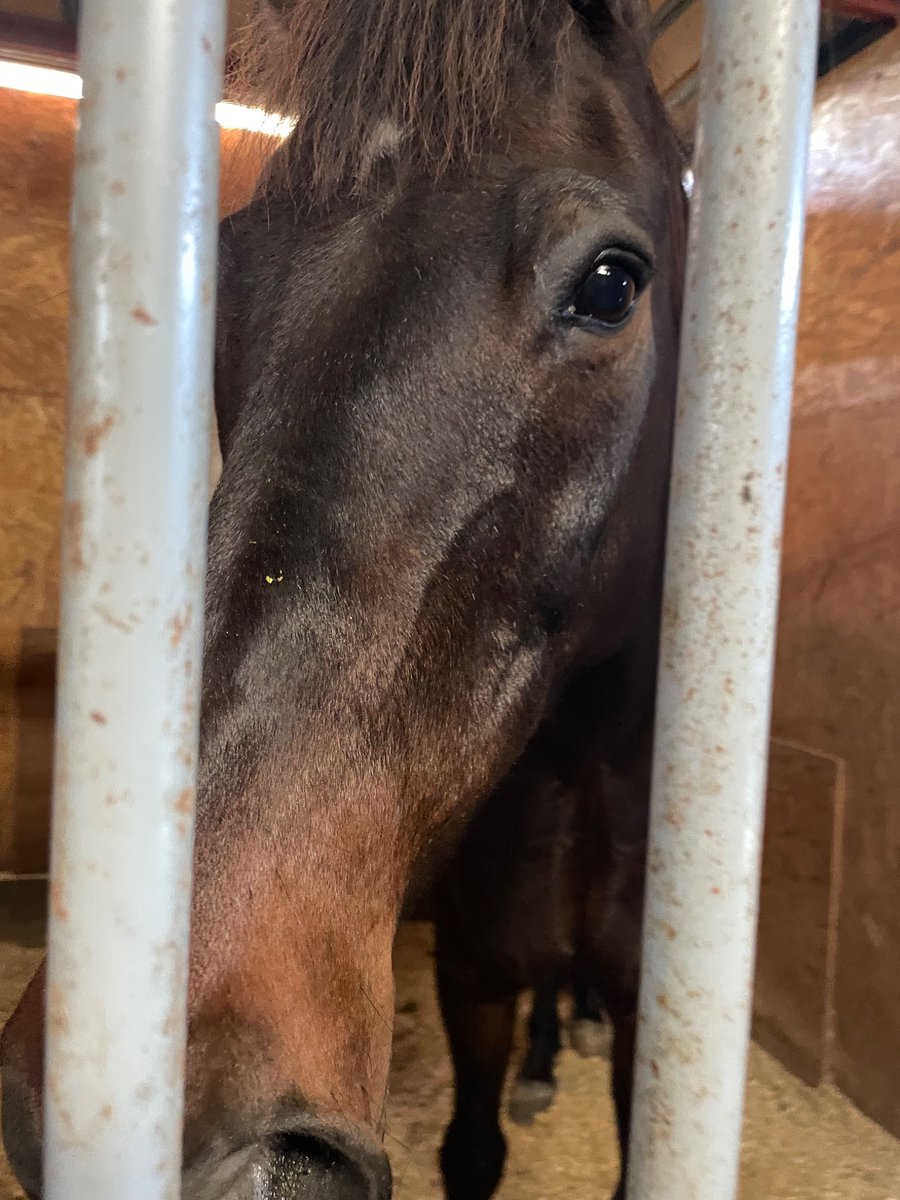 equestrian_team's tweet photo. #ボン お目目きゅるきゅる、調子がいい日のぼん🌱🌟🐎 https://t.co/SRfpBNu0qU