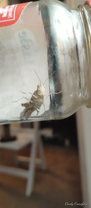 grasshoppers