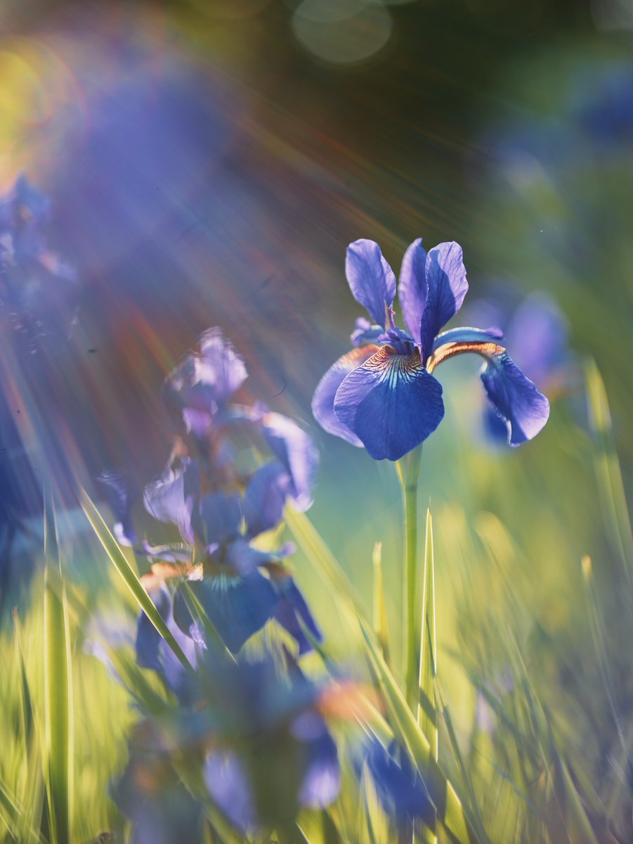 _monica_as's tweet photo. “Blue! gentle cousin of the forest green, 
Married to green in all the sweetest flowers.”  

~ John Keats’ Sonnet on Blue 
·  

© 𝐼𝑟𝑖𝑠 𝑠𝑖𝑏𝑖𝑟𝑖𝑐𝑎 by Aaron Burden https://t.co/7wC796o7Dy