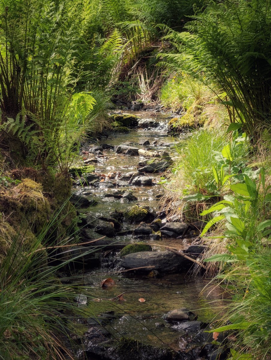 pocketireland's tweet photo. Fern Green, Quiet Stream.
https://t.co/wpLQCtMLB7
#photography #EastCoastKin #TeamPixel #IrishNature #LandscapePhotography #FernForest #WaterStreams #QuietSpaces #IrishGlens #ForestBathing https://t.co/9QXmN99uxU