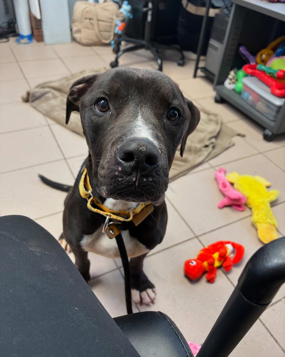 PSPCA's tweet photo. Spartacus survived. With your help, more animals can too. Please consider donating today.

Venmo @pspca or https://t.co/cQ81G1w7Ba https://t.co/hz02a34tRs