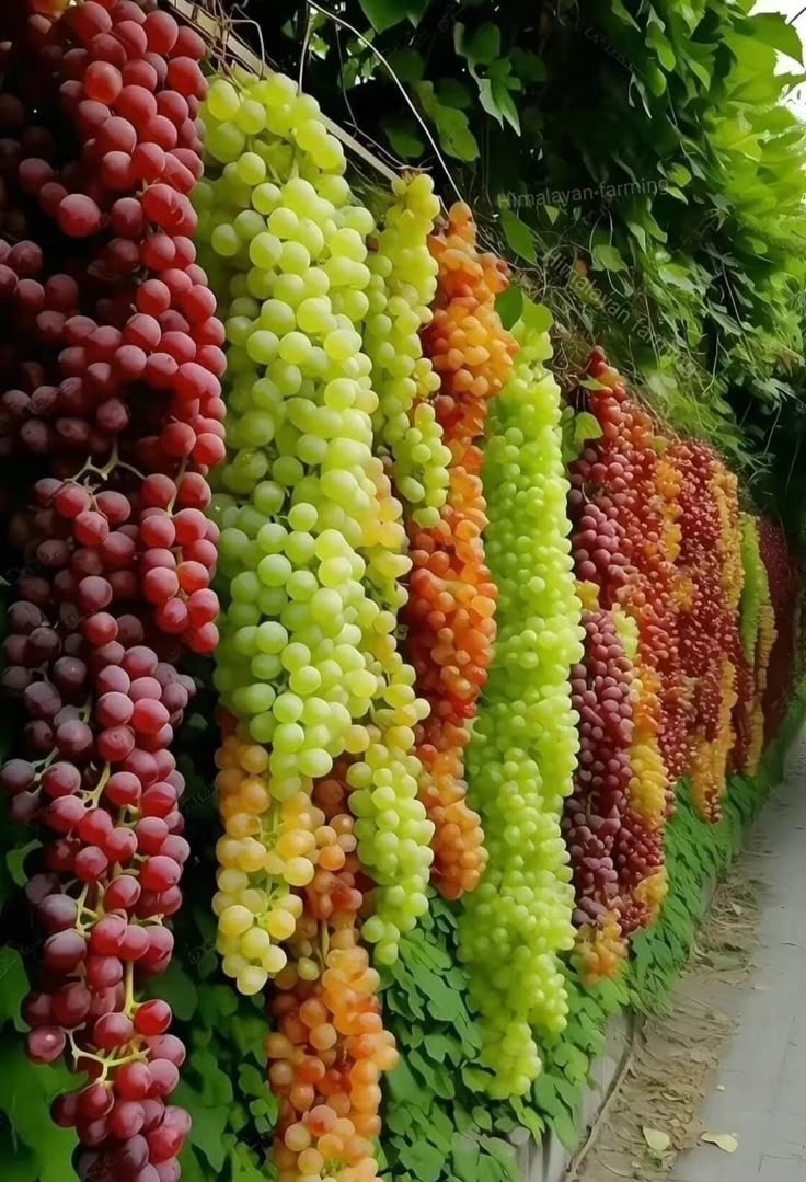 Ashu1248843's tweet photo. What is this fruit called in your country ? https://t.co/1nkG9t2Im7