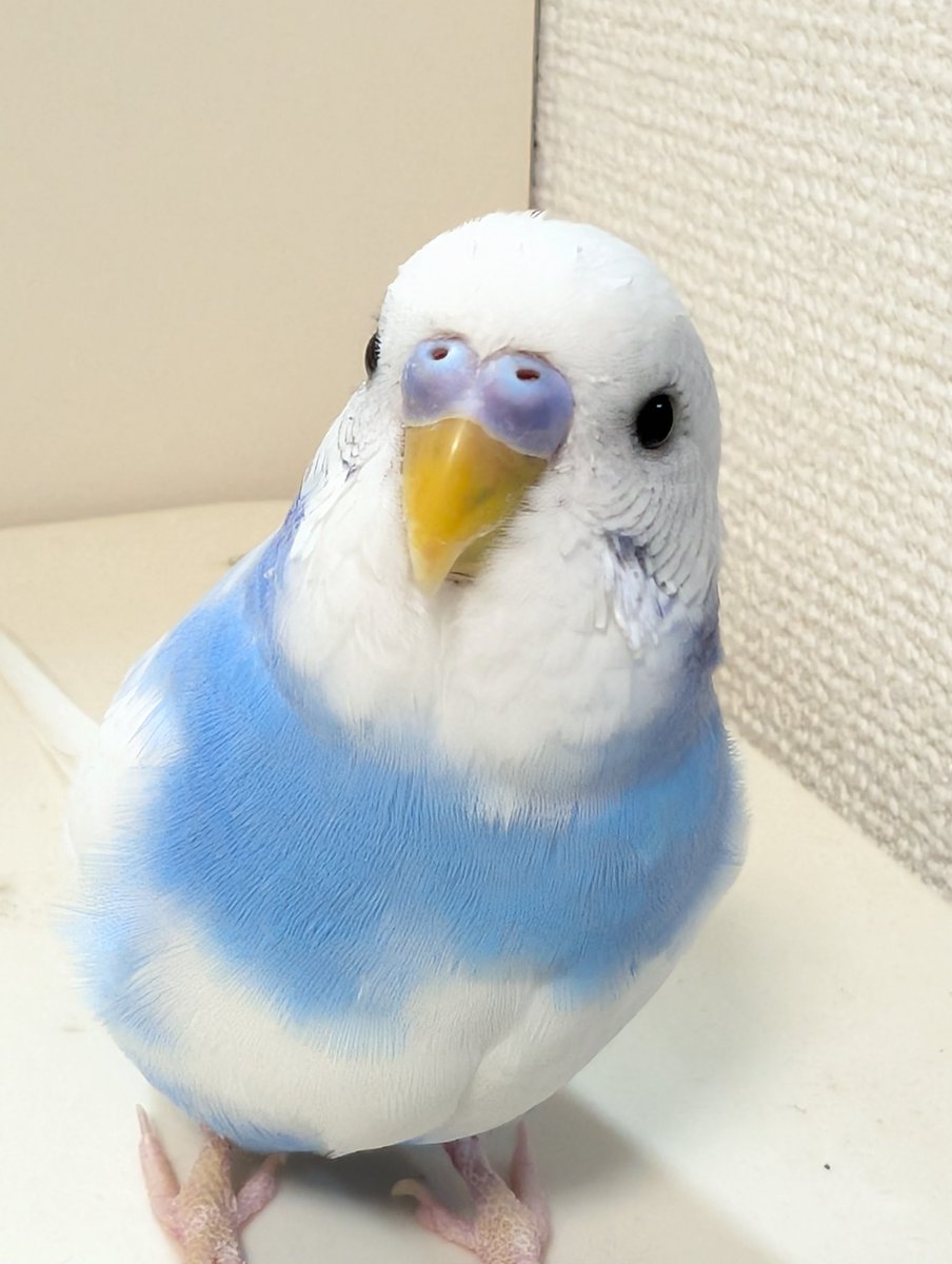hana_chimu's tweet photo. うちのもこもこ赤ちゃん https://t.co/SapgJ1zGne