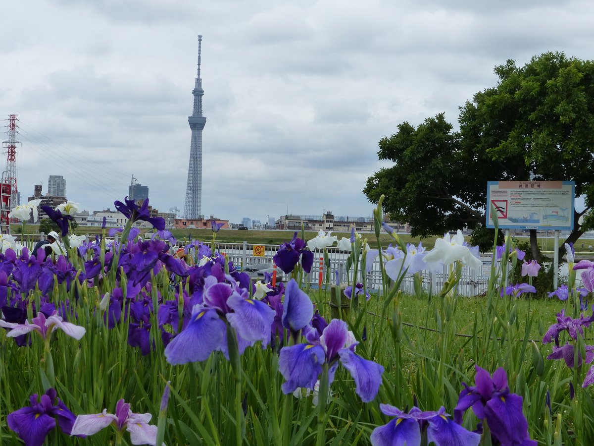 CatMogu's tweet photo. 堀切菖蒲園、堀切水辺公園、小岩菖蒲園を散策してきた。たくさんの種類があるのだが、最後は皆同じに見えてきた。 https://t.co/TKuSeJPiLH