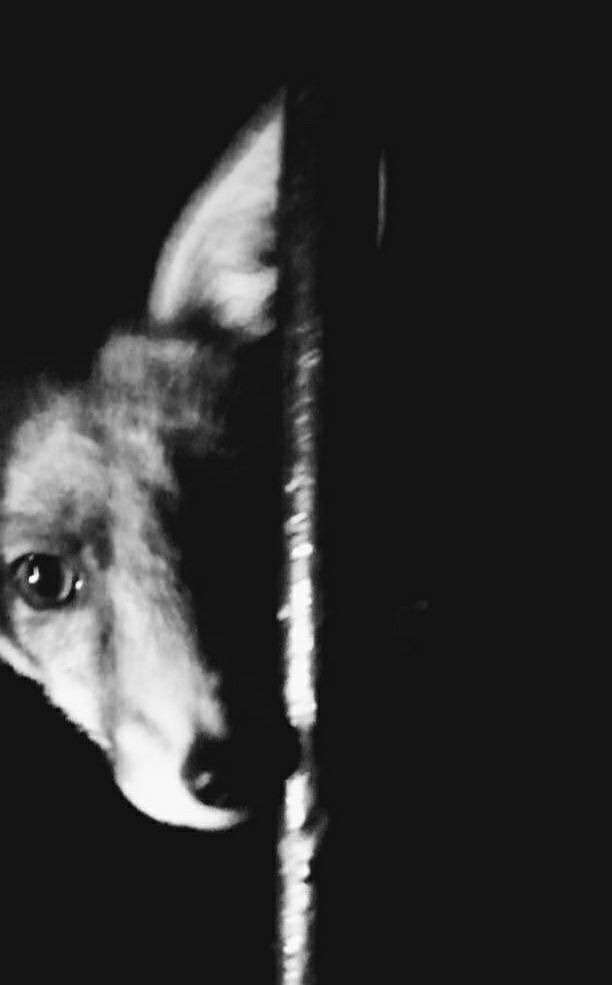 ChrisGPackham's tweet photo. A black and white #FoxOfTheDay today , shared by Duncan Beamont , thank you Duncan https://t.co/sG0D1dHUYm