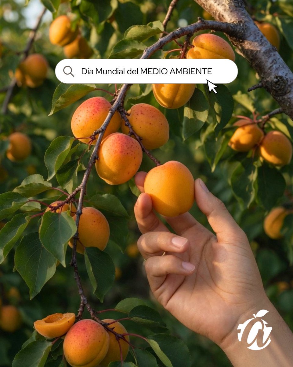 Asomafrut's tweet photo. 🌍💚 Hoy celebramos el #DiaMundialDelMedioAmbiente.

Consumir frutas y hortalizas de temporada es cuidar el planeta: más frescura, menos distancia y respeto por los ciclos naturales 🌱

#ASOMAFRUT #Hortalizas #MercadodeFrutas #FrutasTemporada #Madrid #Mercamadrid https://t.co/czdKdLWWuX