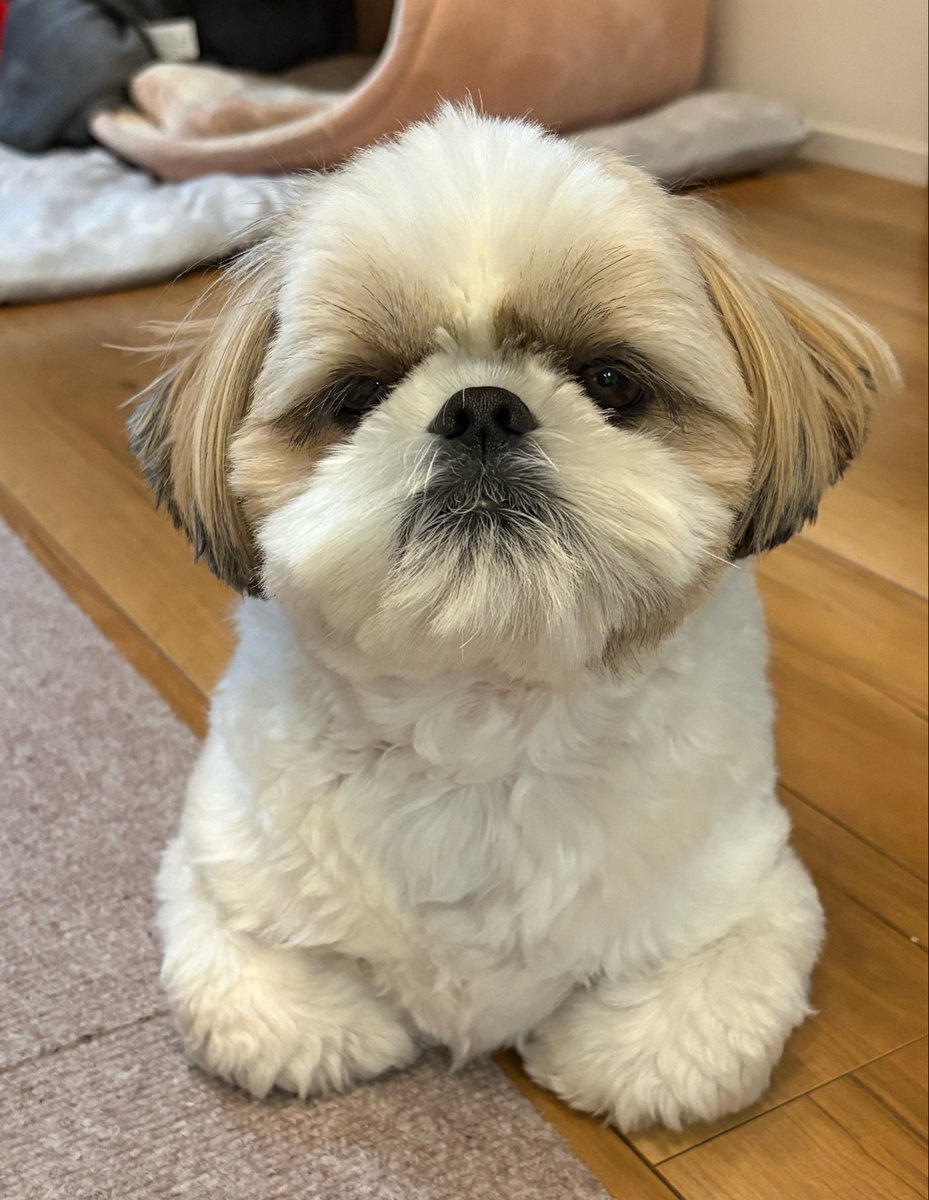 nico2525i's tweet photo. おててないない🐶

#シーズー
#犬のいる暮らし https://t.co/l5BRucz5ox