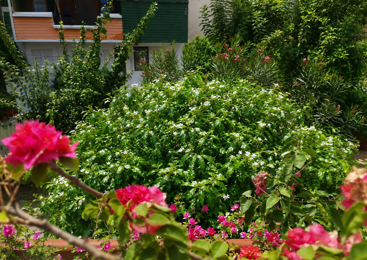 Modesty300's tweet photo. ********************************************
Nature existed long before us and will endure beyond us; it is we who depend on its grace. 😌☘️
#WorldEnvironmentDay 
#ThroughModestyLens https://t.co/T9xlcDY9zE