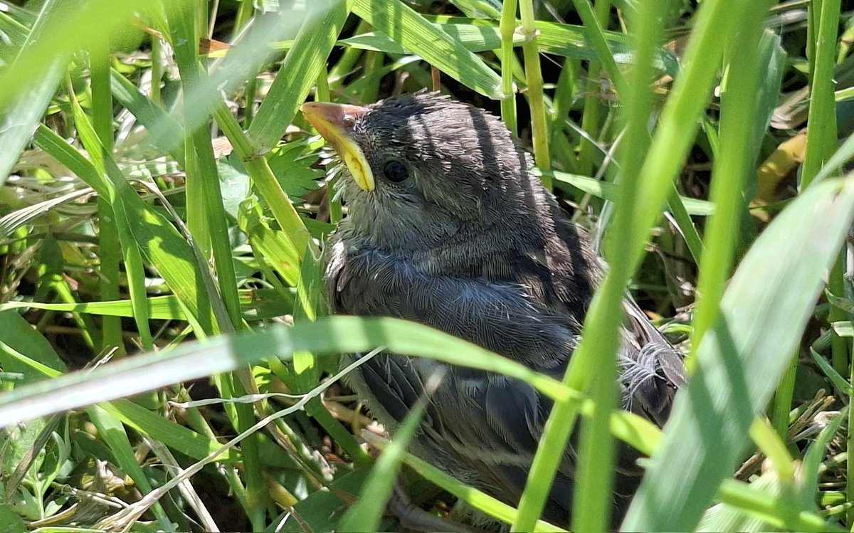 Jupiter_Dragon's tweet photo. Aw, lil buddy
What a struggle it is to hide in the mowed grass... https://t.co/4TONFRIN37