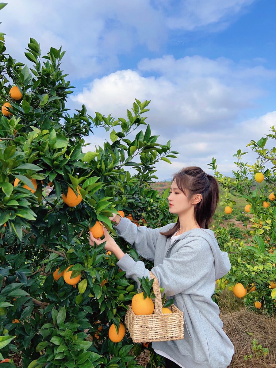 tekusa1947's tweet photo. Fresh autumn air is here—time for apple picking, fuzzy sweaters, and pumpkin spice lattes that make every crisp morning feel cozy. https://t.co/BmSi8kFBOb
