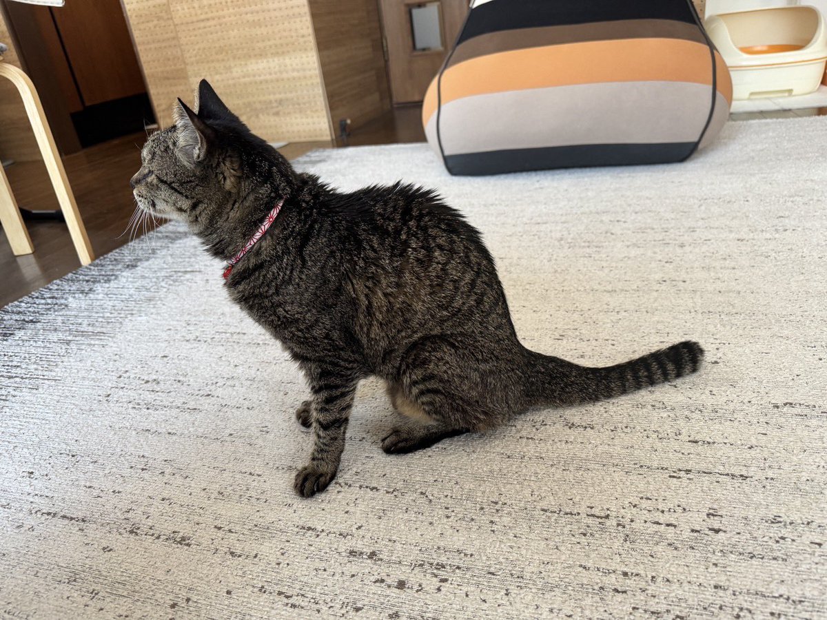 vomomokoco's tweet photo. 月一の血液検査をしてきたおばあにゃん。
結果は、少しホルモン値が上がったのでチロブロックを増薬することに◎
でも体重が3.10kg→3.20kgに(*´-`)
誤差でもなんでもいい、とにかくこの歳で増えてることが奇跡！
元気にもりもり食べてくれてる奇跡
まだまだ元気におっておくれ◎

#ハイシニア　#19歳 https://t.co/WhImaHrblo