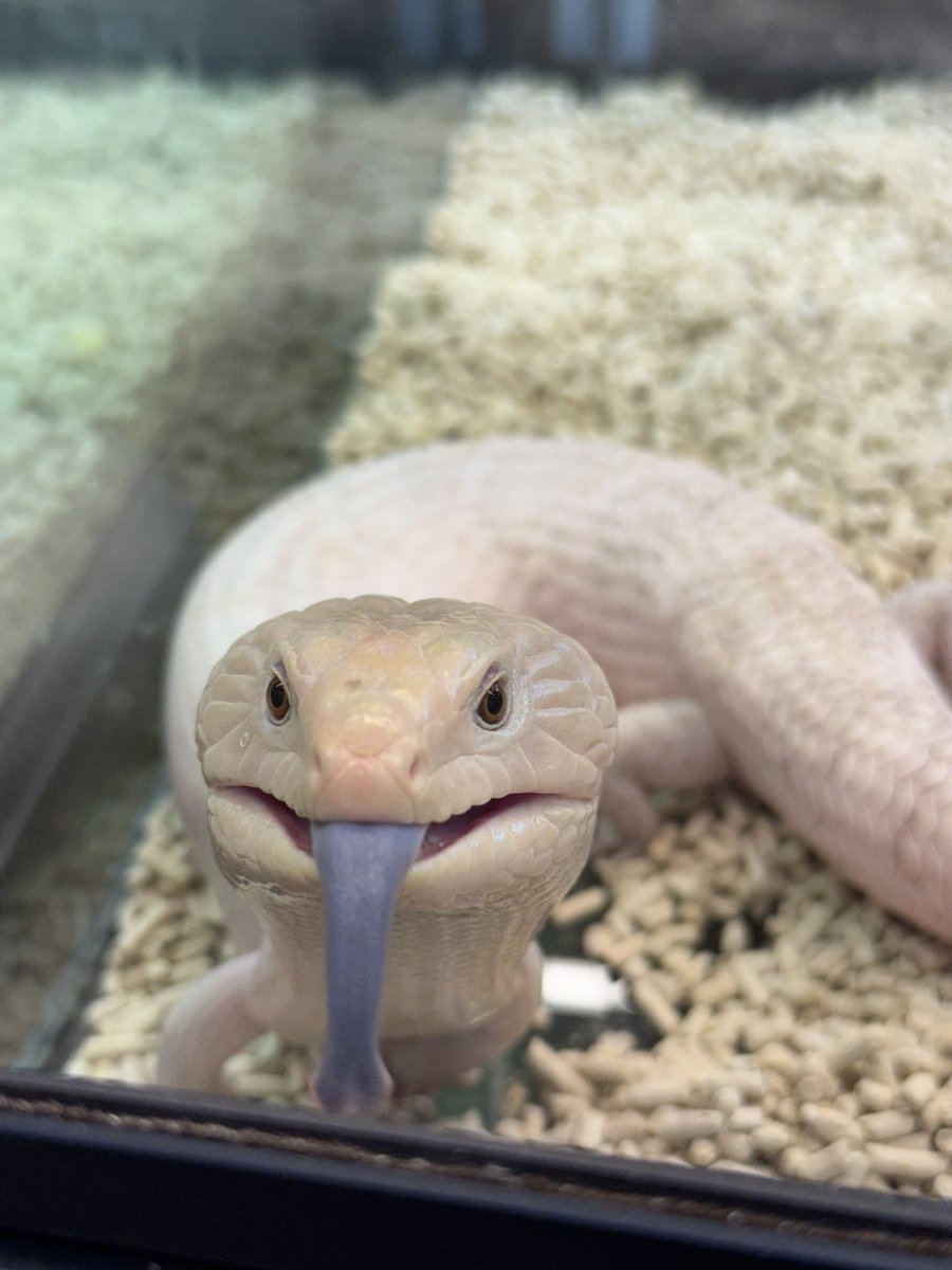 LeopardGecko_UG's tweet photo. そのまま
アンテナ小倉店へ遊びに行ってきた https://t.co/Niam0V0egF