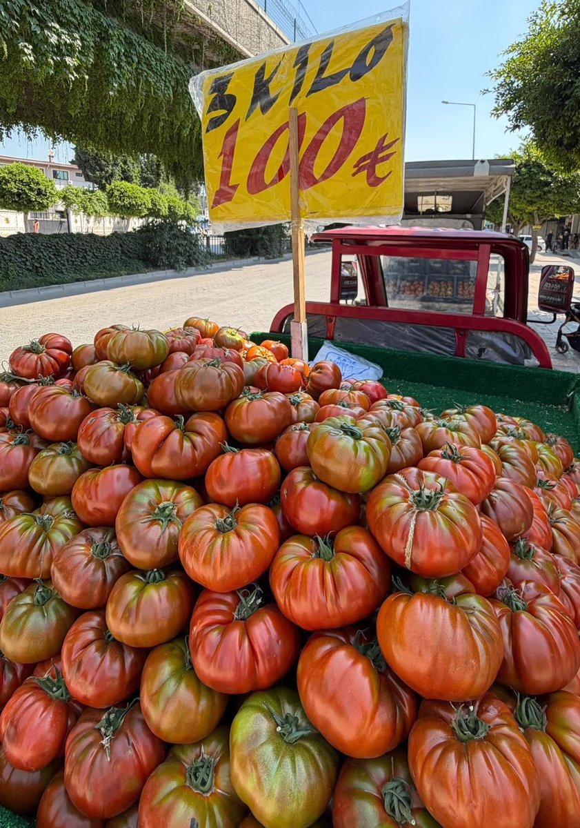 Kapatokyal42526's tweet photo. Bir domates yetiştiricisi, ata tohumundan yetiştirdiği domatesleri aracı olmadan satışa sunarak “aracıları aradan çıkarın” diyerek 3 kilosunu 100 TL’den kendi tarlasından toplayıp satışa çıkardı. https://t.co/Jf6G8JkC93