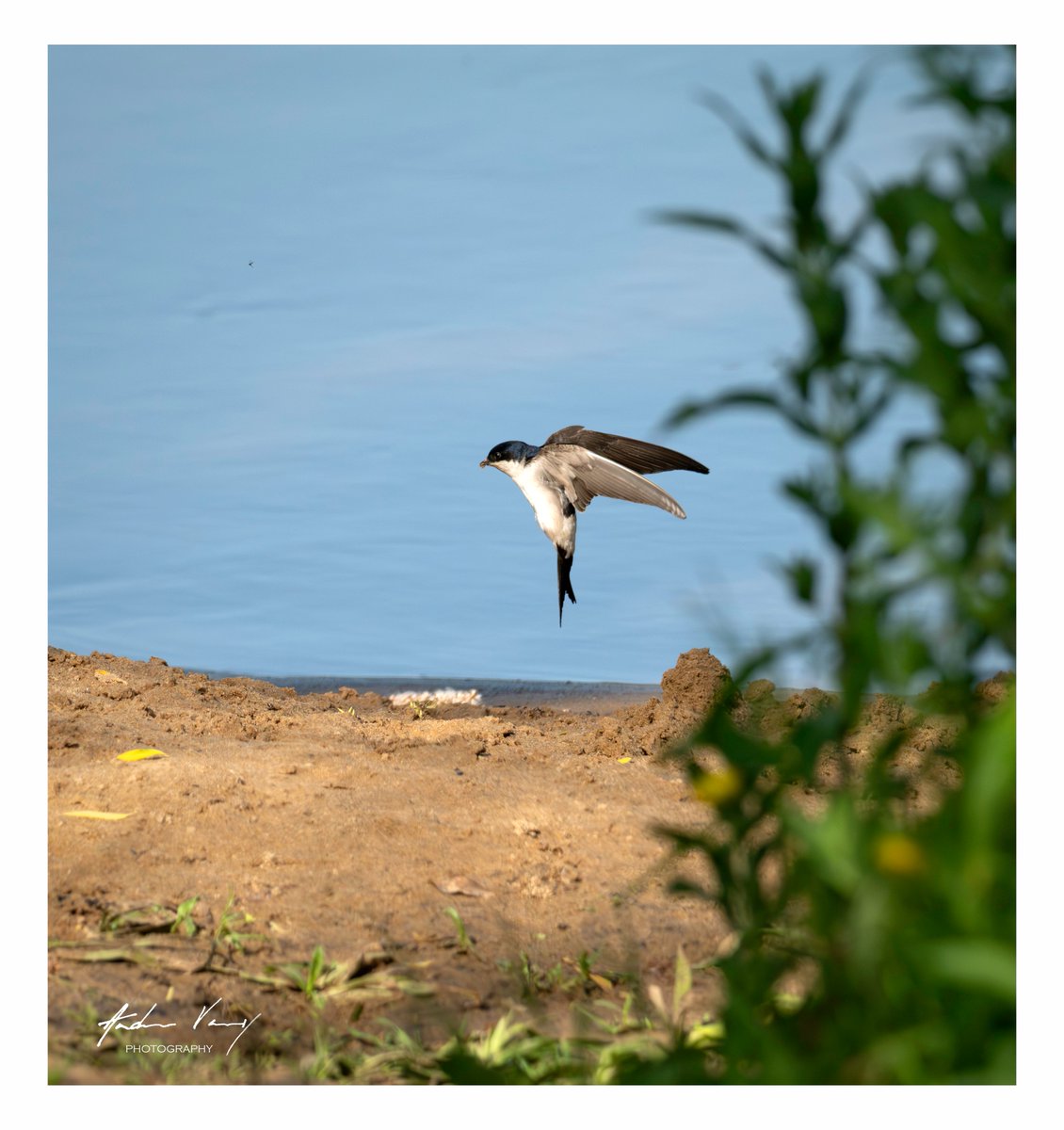 APVarney's tweet photo. House Martin landing at the bank of the River Wey to collect mud for nesting material.  #birds #wildlifephotography #nature #photooftheday #birdoftheday #nikon #z8 #birdwatching #birding #picoftheday #Housemartins #birdsinflight https://t.co/p8romSMsF2