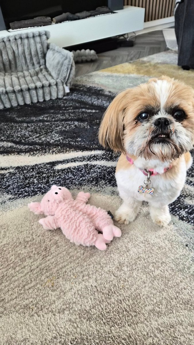 BellaShihTzuAce's tweet photo. 9 years old today! https://t.co/fQPebHnzvt