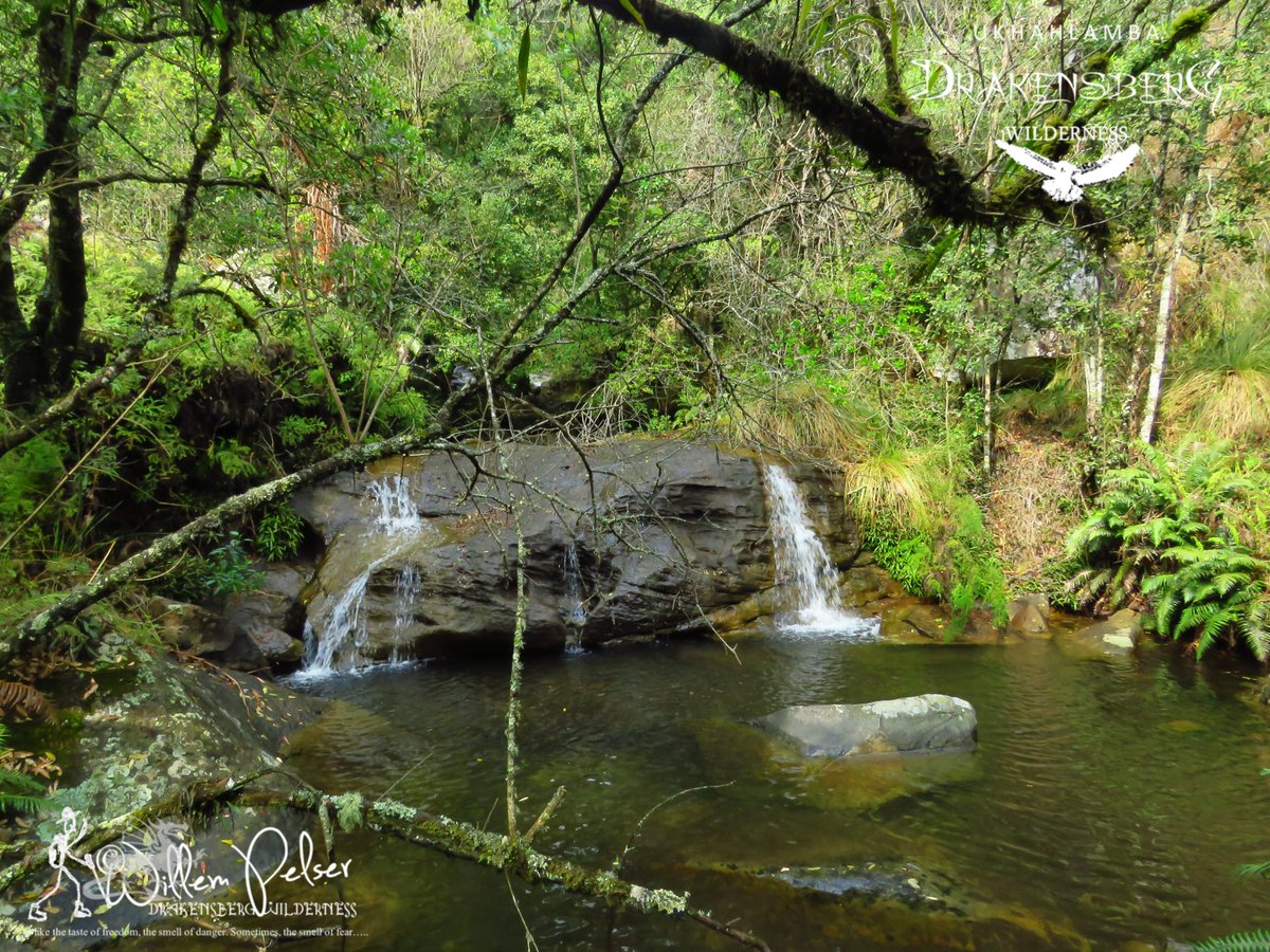 SamtashTwo's tweet photo. Visions of the KZN Drakensberg Wilderness...........
https://t.co/OjOKkUy8kw https://t.co/hhOiPwqeXs