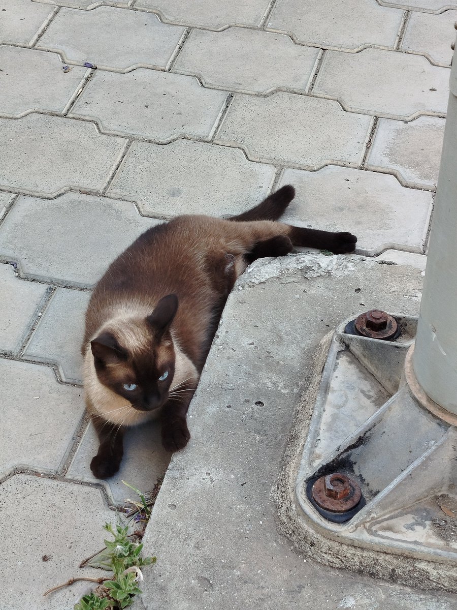 DroidZed's tweet photo. Found this new pokémon on the way to work ❤️🥹 https://t.co/8LQO92286P