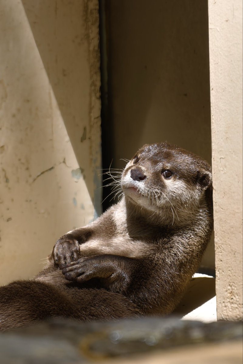 thoka_z's tweet photo. 休憩中のネギマちゃん
#あげおまんまるZoo #上尾丸山公園 #コツメカワウソ #Otter https://t.co/B6pJKKYGHO