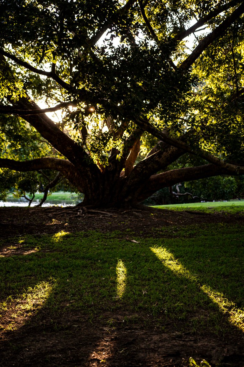 futurethingy's tweet photo. 🌳🌞 https://t.co/CNSgtw5Qry