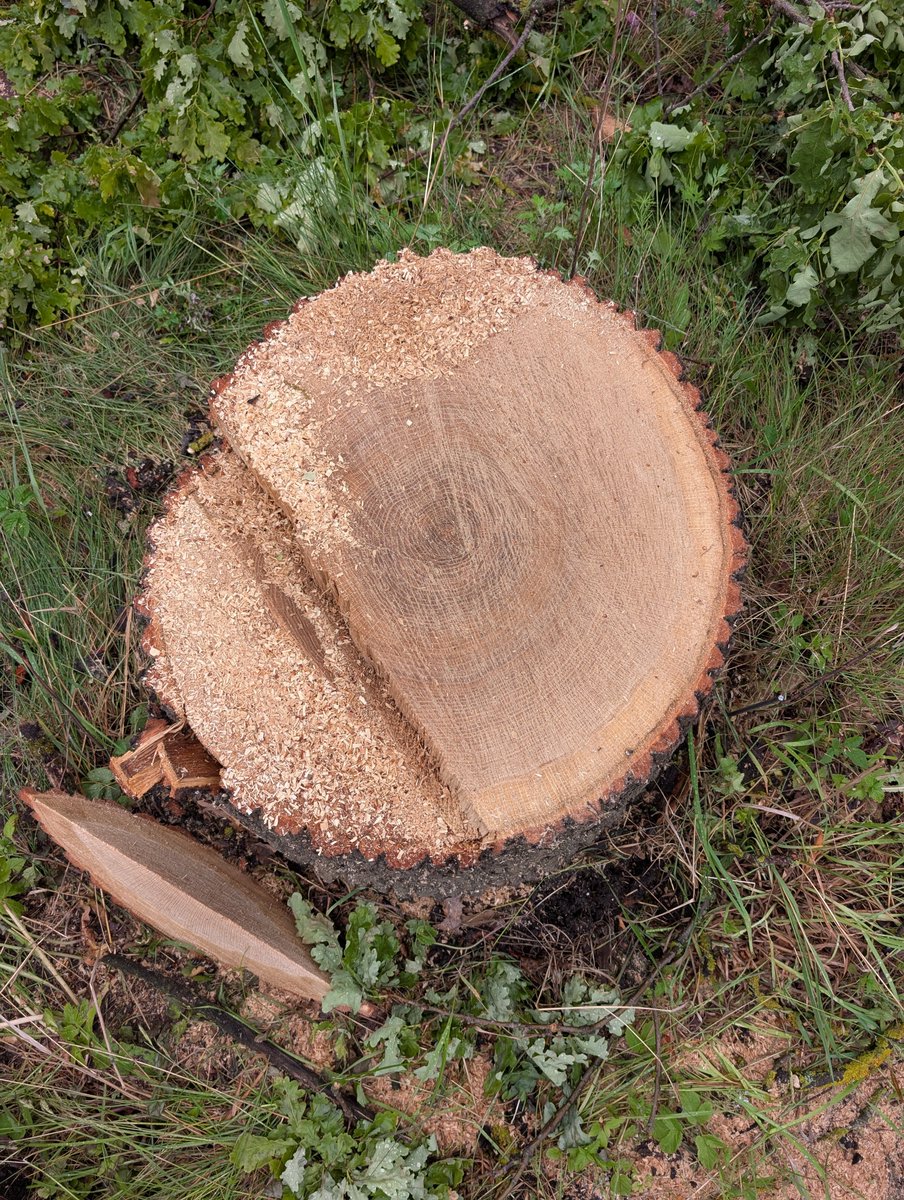 karliks's tweet photo. -2 ozoli DT 4. kārtā pie Alejas.
Laikam kādas izmaiņas projektā, jo sākotnēji bija saglabāti, aizsargāti, bet pēc pusotra gada kaut kas mainījies... https://t.co/zaLJCuJtXl