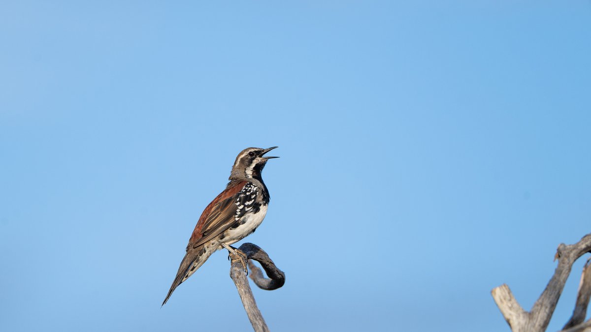 aves_bird's tweet photo. Copperback Quail-thrush inhabits from WA to western SA. Split from Chestnut QT, no overlap in distribution ranges. It features a brighter, more extensive copper back. While usually seen walking in open woodlands, this time one was singing from a tree. South Australia, Jan 2026. https://t.co/vIiVyeKBMx