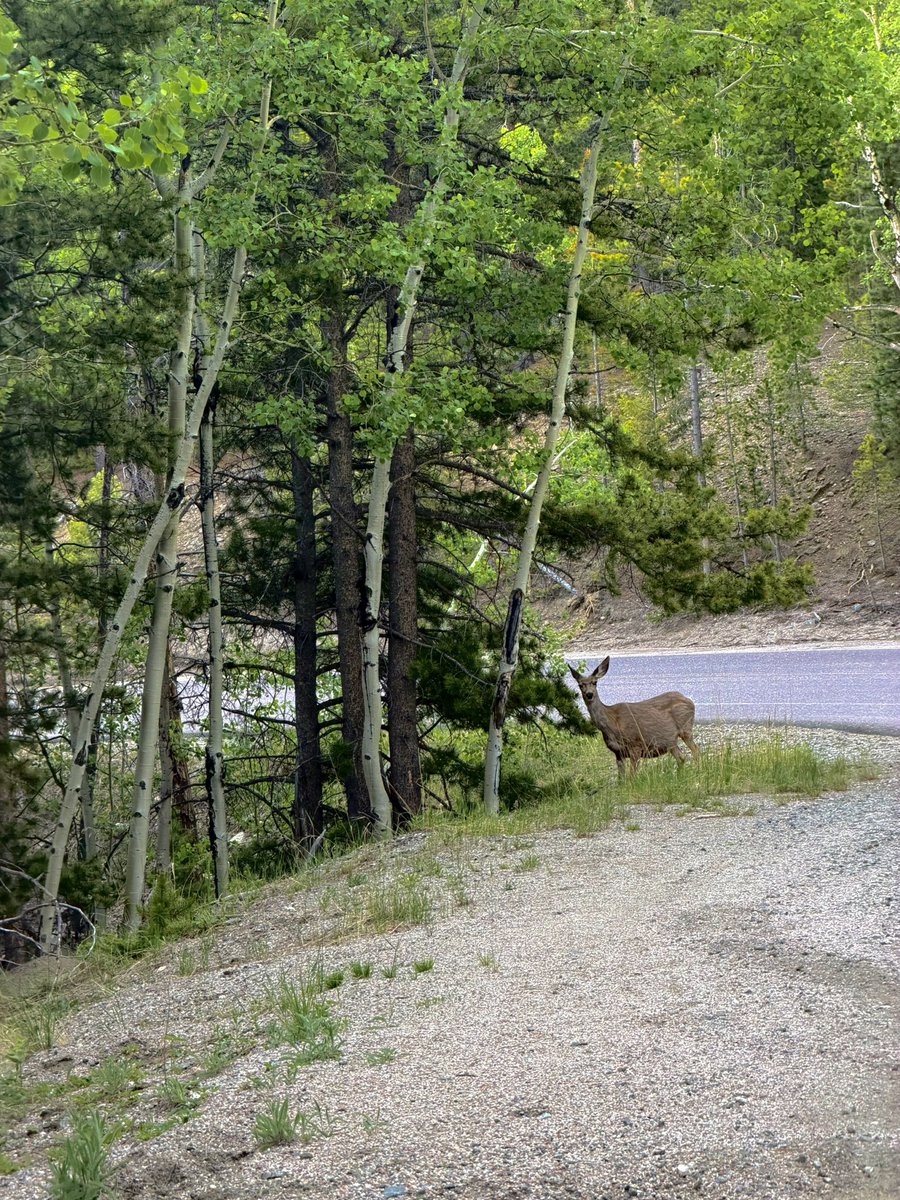 mr_visual_me's tweet photo. June in the Rocky Mountains #JUNE2026 #Nature https://t.co/jJR0YYr4fR