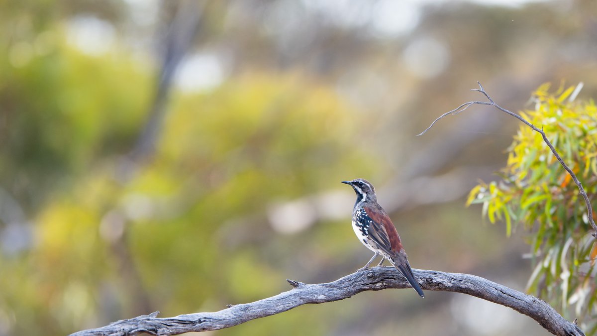 aves_bird's tweet photo. Copperback Quail-thrush inhabits from WA to western SA. Split from Chestnut QT, no overlap in distribution ranges. It features a brighter, more extensive copper back. While usually seen walking in open woodlands, this time one was singing from a tree. South Australia, Jan 2026. https://t.co/vIiVyeKBMx
