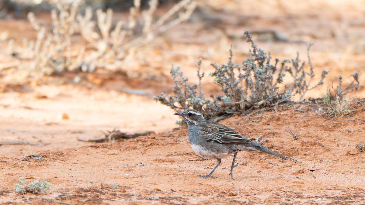 aves_bird's tweet photo. Copperback Quail-thrush inhabits from WA to western SA. Split from Chestnut QT, no overlap in distribution ranges. It features a brighter, more extensive copper back. While usually seen walking in open woodlands, this time one was singing from a tree. South Australia, Jan 2026. https://t.co/vIiVyeKBMx