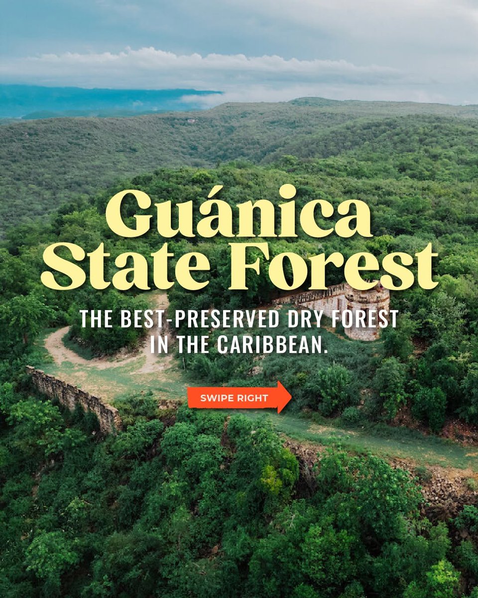 discoverpuert's tweet photo. Did you know Puerto Rico is home to more than just a rainforest? 🌿🇵🇷

Recognized as a UNESCO Biosphere Reserve, this protected dry forest on Puerto Rico's southwest coast is home to rare plant species and some of the Island's most striking landscap... https://t.co/QEi47wPfmX