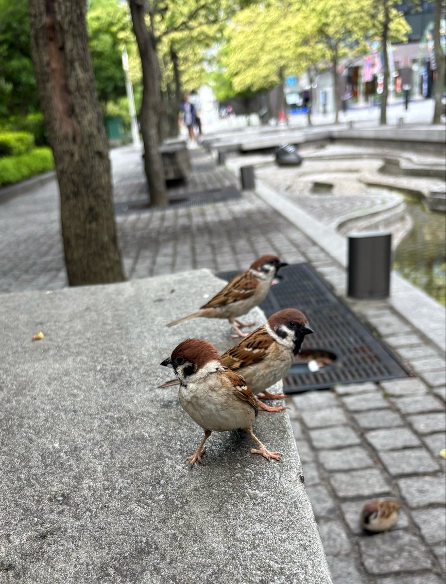 compares_2's tweet photo. Sparrows are occasionally very tame when they know they can get a small share of snack. https://t.co/ucAkmxJSos
