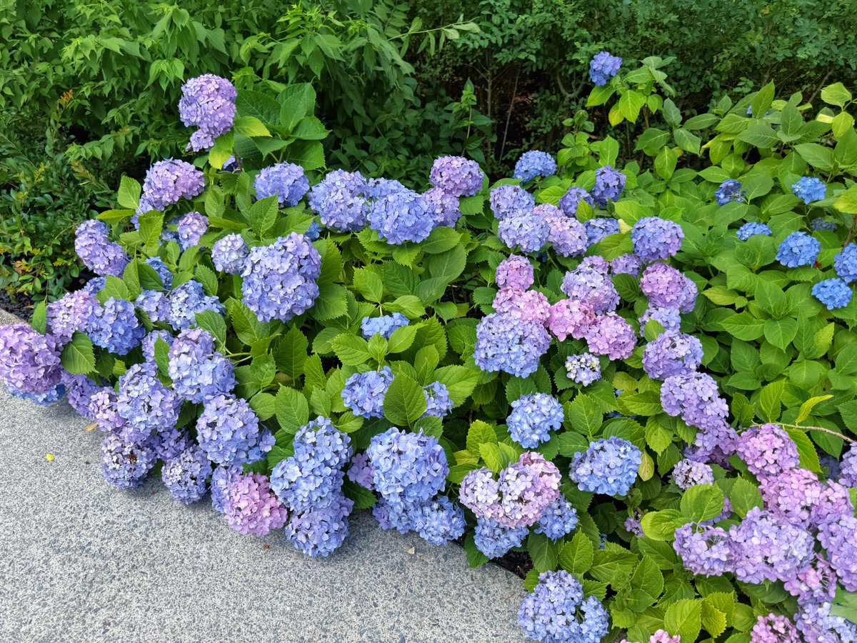 KingJonson520's tweet photo. 道のあちこちで紫陽花を見ることができますよ🌼
本当に癒されます✨

#紫陽花
#アジサイ https://t.co/EnBLPymOdD