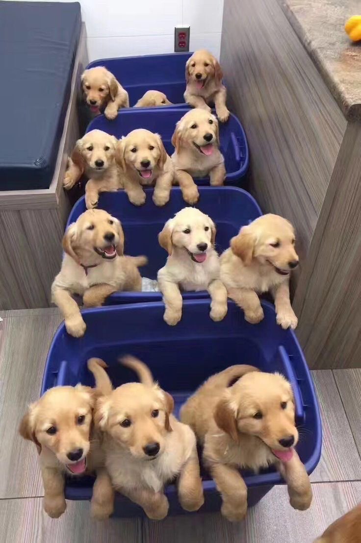 theDoggLovers's tweet photo. All puppies are so cute and beautiful... https://t.co/54OUEsU98G