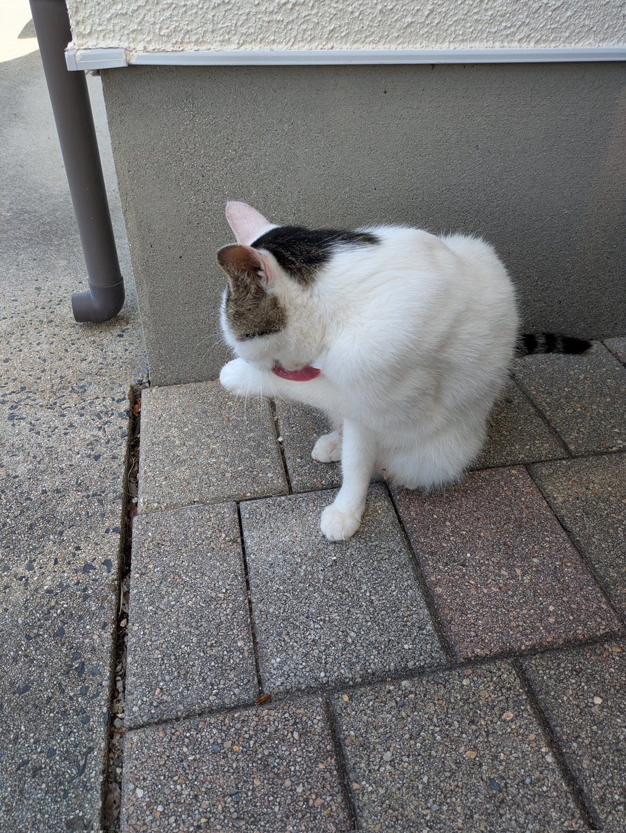 3tyuken's tweet photo. 6/05（金）晴れ

100×5
400×1
100×1

①15″2−15″2−15″2−15″1−15″2
②61″5
③14″4

今日は軽メニュー！ちなみに明日も軽メニュー！
後、家の前に『ぬこ！』がいた（笑） https://t.co/L9mN1sto4X