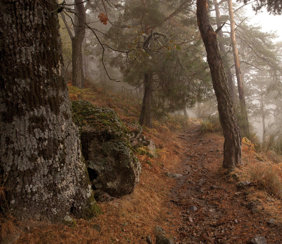 advclinares's tweet photo. ¿Sabías que, durante la construcción del Valle de los Caídos, Patrimonio Forestal del Estado repobló la finca con más de 2 millones de árboles en lo que fue una de las mayores actuaciones de repoblación forestal de la España del siglo XX https://t.co/6MdJLHcoro
