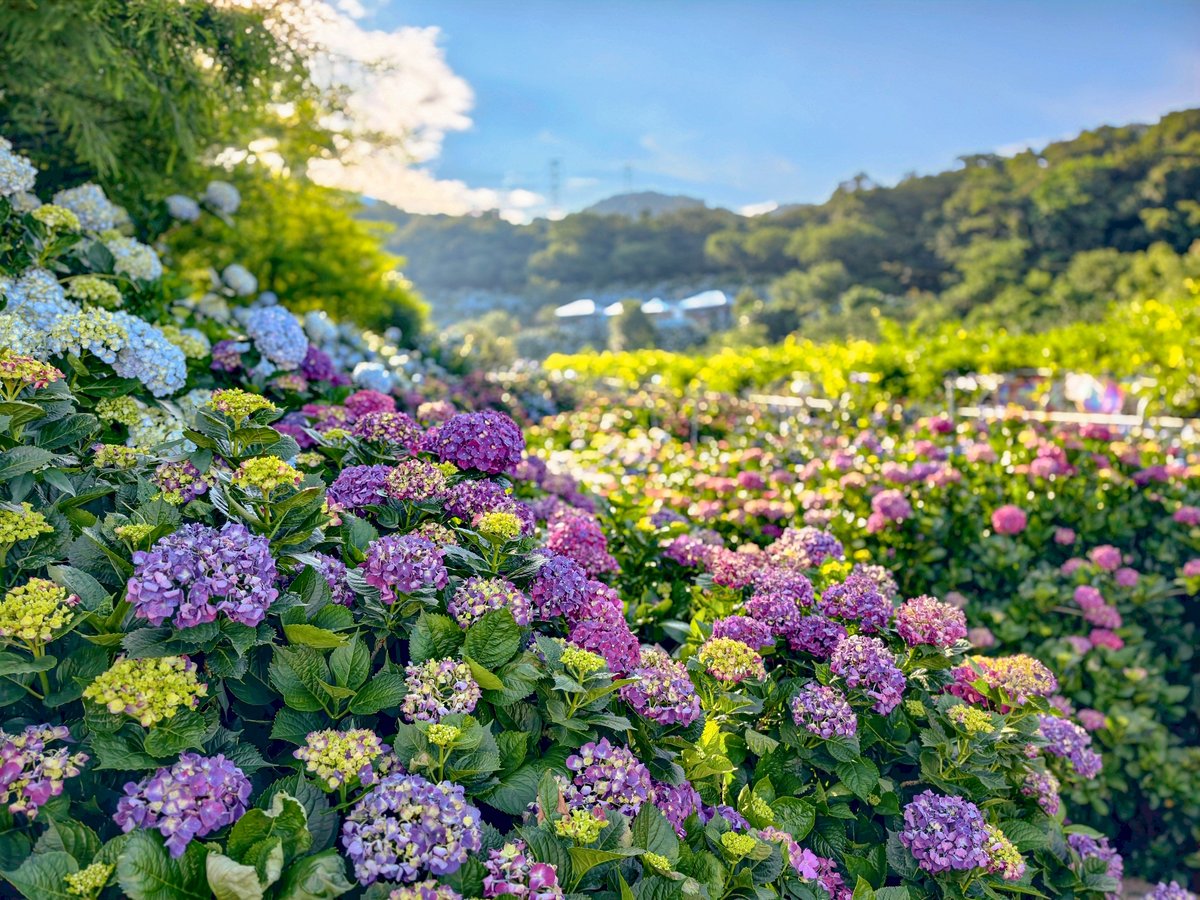 NewTaipeiGov's tweet photo. A colorful sea of hydrangeas is blooming in #Wanli, #NewTaipei. The round blossoms look like 🦋 butterflies dancing above the fields, creating a fairytale-like scene. 🧚 Walk into this dreamy floral world and enjoy the feeling of being embraced by thousands of blossoms.💙💐💜 https://t.co/cEBUznHBLH