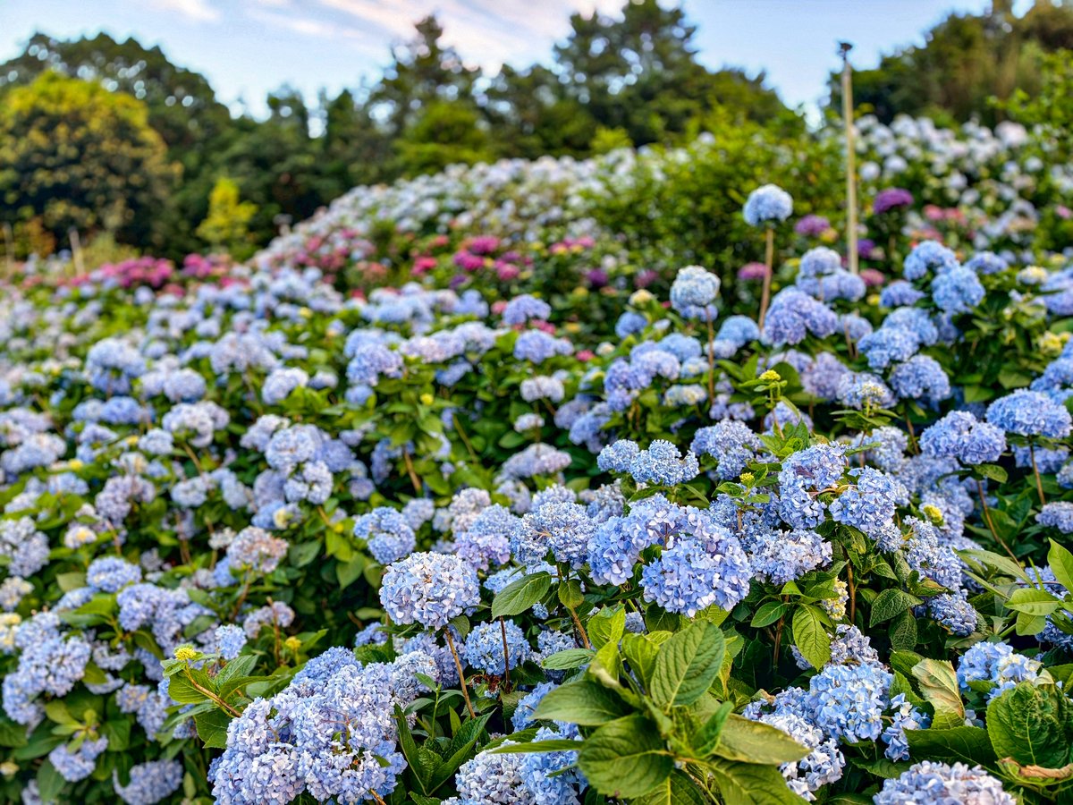 NewTaipeiGov's tweet photo. A colorful sea of hydrangeas is blooming in #Wanli, #NewTaipei. The round blossoms look like 🦋 butterflies dancing above the fields, creating a fairytale-like scene. 🧚 Walk into this dreamy floral world and enjoy the feeling of being embraced by thousands of blossoms.💙💐💜 https://t.co/cEBUznHBLH