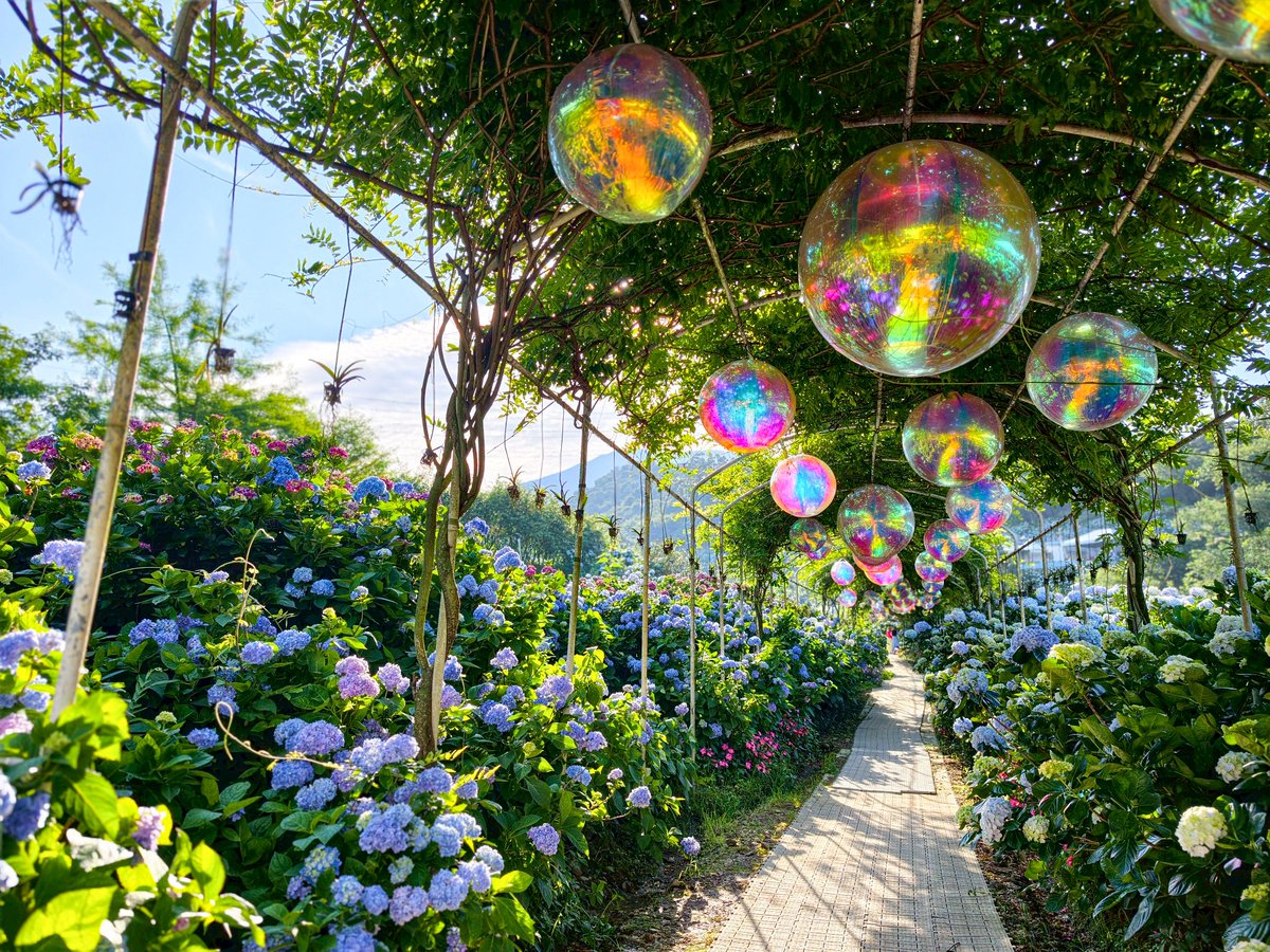 NewTaipeiGov's tweet photo. A colorful sea of hydrangeas is blooming in #Wanli, #NewTaipei. The round blossoms look like 🦋 butterflies dancing above the fields, creating a fairytale-like scene. 🧚 Walk into this dreamy floral world and enjoy the feeling of being embraced by thousands of blossoms.💙💐💜 https://t.co/cEBUznHBLH