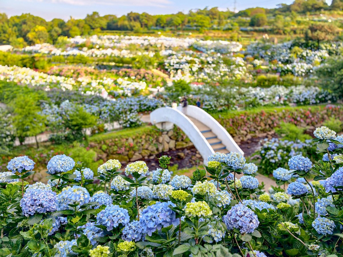 NewTaipeiGov's tweet photo. A colorful sea of hydrangeas is blooming in #Wanli, #NewTaipei. The round blossoms look like 🦋 butterflies dancing above the fields, creating a fairytale-like scene. 🧚 Walk into this dreamy floral world and enjoy the feeling of being embraced by thousands of blossoms.💙💐💜 https://t.co/cEBUznHBLH