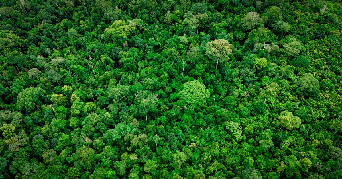ippcnews's tweet photo. 🌍 It's World Environment Day.

🌱Climate change is increasing plant pest risks. Protecting plant health = protecting our future.

Learn more: https://t.co/pmfCXAclBp

#WorldEnvironmentDay #NowForClimate #PlantHealth https://t.co/DnG0gtXNKL