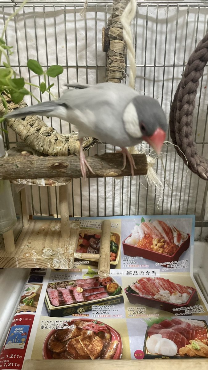 misatomc's tweet photo. 26.6.5
今日の敷紙

大和 https://t.co/f7CPJWU5NK