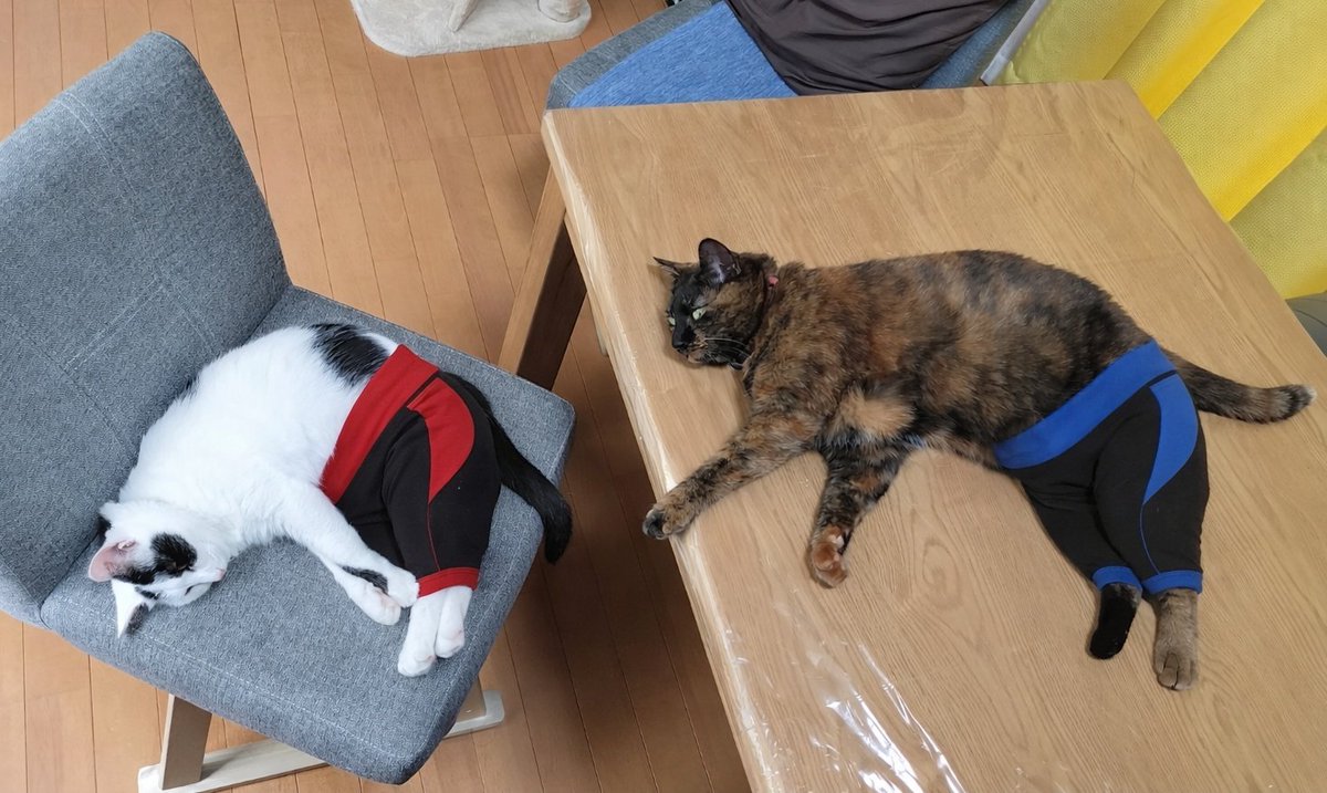 こう？ ちょっとせくしー♥ #ヨガパンツ #サビ猫はいいぞ