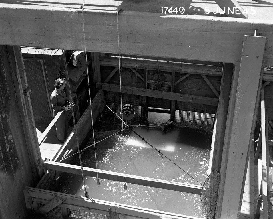 LRonLacy's tweet photo. #OTD in 1945
Bonneville Dam. Place for counting fish along fish ladder(?) 5 June 1945
#BonnevilleDam #PWA #PublicWorksAdministration #USArmyCorpsOfEngineers #hatchery #fishladder #conservation #environmentalimpact https://t.co/3l89kdbqKu