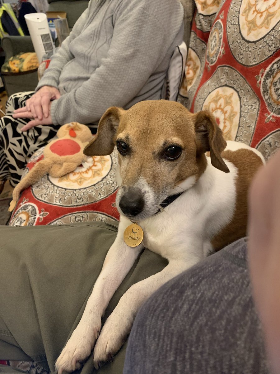 M0JEC's tweet photo. @ViewFromShikhar My sisters dog (who we are dog sitting today) and one of my friends dog who is sadly not with us any more https://t.co/iFGVoqtjOn