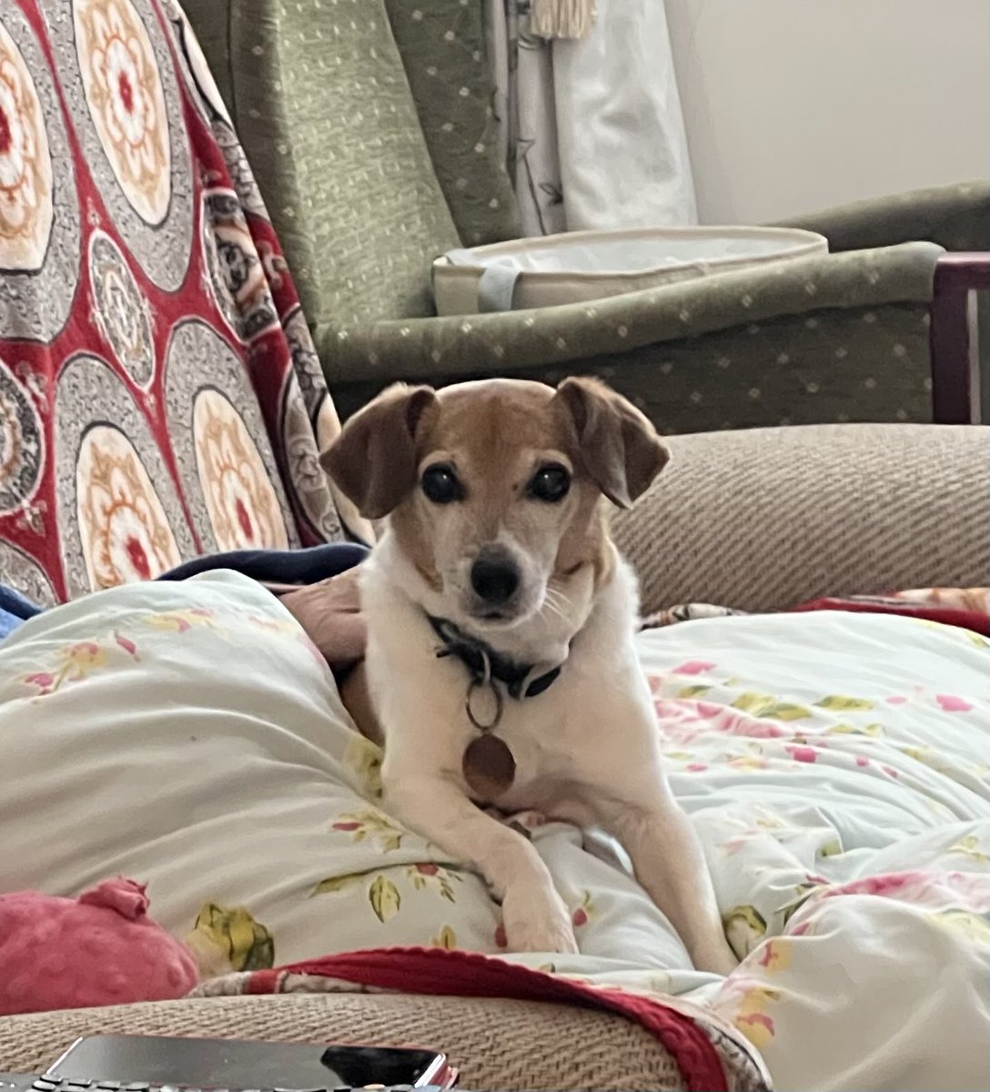 M0JEC's tweet photo. @ViewFromShikhar My sisters dog (who we are dog sitting today) and one of my friends dog who is sadly not with us any more https://t.co/iFGVoqtjOn