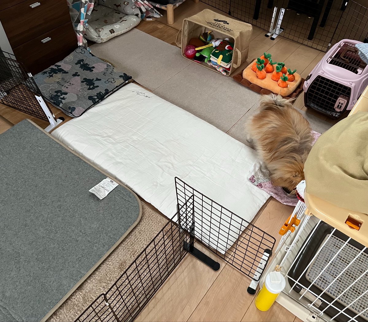 ka__2828's tweet photo. ボクはこうして居場所を失っていく💧
1.2.まぁまぁ広い時(カーペット約12枚)
3.うん〇祭り後(カーペット3枚)
4.シッコ祭り後(座布団カバー無し)
人間様のカーペットにも2回派手にやっちゃった
結石のせいか加齢のせいか
血尿無く元気なので様子見です
 #秘密結社老犬倶楽部
 #ポメラニアン #尿管結石 https://t.co/weab3pd4WD